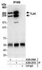 KIAA1027 antibody, A305-206A, Bethyl Labs, Immunoprecipitation image 