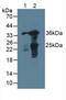 Galectin 4 antibody, MBS2027976, MyBioSource, Western Blot image 