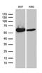 Acyl-CoA Dehydrogenase Family Member 9 antibody, MA5-27536, Invitrogen Antibodies, Western Blot image 