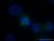 HAUS Augmin Like Complex Subunit 3 antibody, 18991-1-AP, Proteintech Group, Immunofluorescence image 