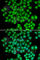 Activating Transcription Factor 2 antibody, A2155, ABclonal Technology, Immunofluorescence image 