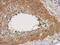 NUAK Family Kinase 2 antibody, NBP2-19599, Novus Biologicals, Immunohistochemistry paraffin image 