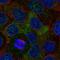 SH2B Adaptor Protein 2 antibody, NBP2-13305, Novus Biologicals, Immunocytochemistry image 