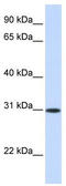 Activating Transcription Factor 5 antibody, TA344511, Origene, Western Blot image 
