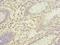 Sorbin And SH3 Domain Containing 3 antibody, LS-C376649, Lifespan Biosciences, Immunohistochemistry frozen image 