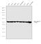 Tubulin Alpha 1b antibody, PA5-21979, Invitrogen Antibodies, Western Blot image 