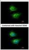 Activating Signal Cointegrator 1 Complex Subunit 2 antibody, NBP2-15487, Novus Biologicals, Immunofluorescence image 