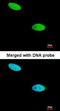 Dual Specificity Phosphatase 26 antibody, orb73547, Biorbyt, Immunofluorescence image 