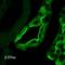 Sodium Channel Epithelial 1 Beta Subunit antibody, SPC-404D-A390, StressMarq, Immunohistochemistry paraffin image 