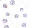  antibody, LS-B3856, Lifespan Biosciences, Immunocytochemistry image 