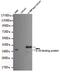 Interleukin 18 Binding Protein antibody, MBS475009, MyBioSource, Western Blot image 