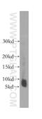 Translocase Of Outer Mitochondrial Membrane 6 antibody, 16689-1-AP, Proteintech Group, Western Blot image 