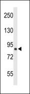 Transportin 1 antibody, 60-489, ProSci, Western Blot image 