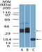 Bone Marrow Stromal Cell Antigen 2 antibody, NBP2-29622, Novus Biologicals, Western Blot image 