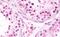 T-Box 1 antibody, MBS248002, MyBioSource, Immunohistochemistry paraffin image 