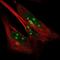 Synapse Defective Rho GTPase Homolog 2 antibody, PA5-66165, Invitrogen Antibodies, Immunofluorescence image 