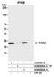 HsMAD2 antibody, A300-300A, Bethyl Labs, Immunoprecipitation image 