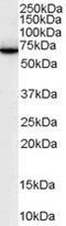 Switching B Cell Complex Subunit SWAP70 antibody, 46-453, ProSci, Enzyme Linked Immunosorbent Assay image 