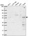 Pseudouridine Synthase 3 antibody, PA5-66634, Invitrogen Antibodies, Western Blot image 