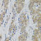 Dynamin 2 antibody, 13-192, ProSci, Immunohistochemistry paraffin image 