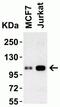 Lysine Demethylase 1A antibody, NBP1-76688, Novus Biologicals, Western Blot image 