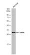 VAMP Associated Protein A antibody, NBP1-31237, Novus Biologicals, Western Blot image 