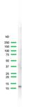 Cholecystokinin antibody, PA5-32348, Invitrogen Antibodies, Western Blot image 