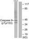Caspase 9 antibody, PA5-38436, Invitrogen Antibodies, Western Blot image 
