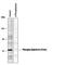 Ephrin B1 antibody, PPS047, R&D Systems, Western Blot image 