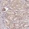 Metabolism Of Cobalamin Associated C antibody, HPA027394, Atlas Antibodies, Immunohistochemistry frozen image 