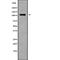 Potassium Voltage-Gated Channel Subfamily H Member 6 antibody, abx216381, Abbexa, Western Blot image 