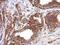 Tektin 5 antibody, PA5-32004, Invitrogen Antibodies, Immunohistochemistry paraffin image 