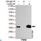 Caudal Type Homeobox 2 antibody, LS-C812917, Lifespan Biosciences, Immunoprecipitation image 