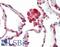 NADH:Ubiquinone Oxidoreductase Core Subunit S8 antibody, LS-B11485, Lifespan Biosciences, Immunohistochemistry paraffin image 