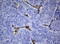 Fc Fragment Of IgG Receptor IIa antibody, LS-C799217, Lifespan Biosciences, Immunohistochemistry paraffin image 