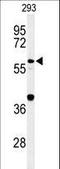 Cell division control protein 45 homolog antibody, LS-C168595, Lifespan Biosciences, Western Blot image 