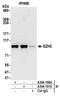 Enhancer Of Zeste 2 Polycomb Repressive Complex 2 Subunit antibody, A304-196A, Bethyl Labs, Immunoprecipitation image 