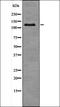 CDK1/CDC2 antibody, orb335805, Biorbyt, Western Blot image 