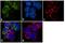 BCL2 Interacting Protein 3 Like antibody, 39-3300, Invitrogen Antibodies, Immunofluorescence image 