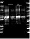 Protein A antibody, orb344386, Biorbyt, Western Blot image 
