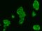 Multiple C2 And Transmembrane Domain Containing 2 antibody, 203668-T02, Sino Biological, Immunohistochemistry frozen image 