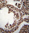 Tubulin Alpha 1c antibody, 56-197, ProSci, Immunohistochemistry frozen image 