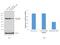 Adaptor Related Protein Complex 2 Subunit Alpha 1 antibody, MA3-061, Invitrogen Antibodies, Western Blot image 