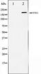 WNK1 antibody, orb106527, Biorbyt, Western Blot image 