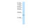 MRG Domain Binding Protein antibody, 27-833, ProSci, Western Blot image 