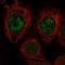 FYVE, RhoGEF And PH Domain Containing 2 antibody, NBP1-80600, Novus Biologicals, Immunocytochemistry image 