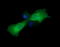 Mitogen-Activated Protein Kinase Kinase 1 antibody, LS-C787979, Lifespan Biosciences, Immunofluorescence image 
