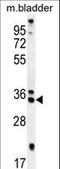 Receptor Accessory Protein 4 antibody, LS-C162530, Lifespan Biosciences, Western Blot image 