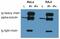 Tubulin Alpha 1a antibody, M03989, Boster Biological Technology, Immunoprecipitation image 