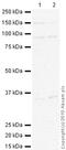 TNF Alpha Induced Protein 3 antibody, ab13597, Abcam, Western Blot image 